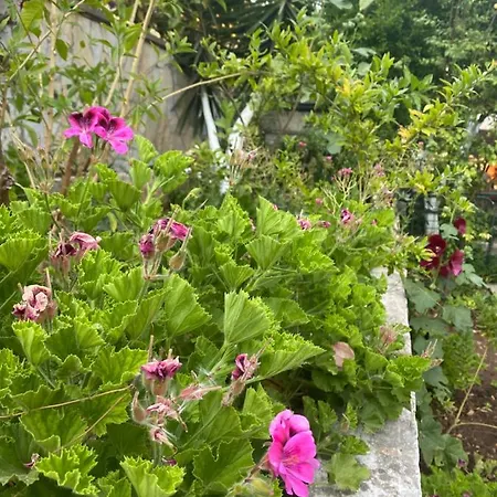 וילה Tomsan אקיאקה