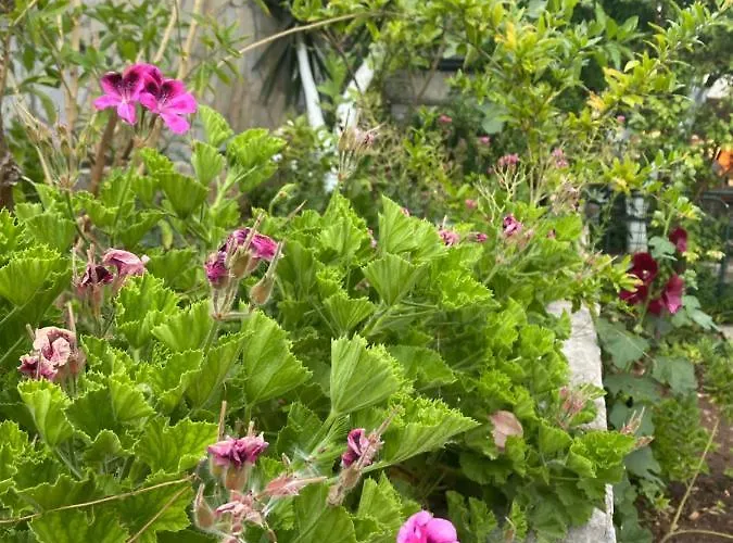 Vila Tomsan Akyaka (Mugla)